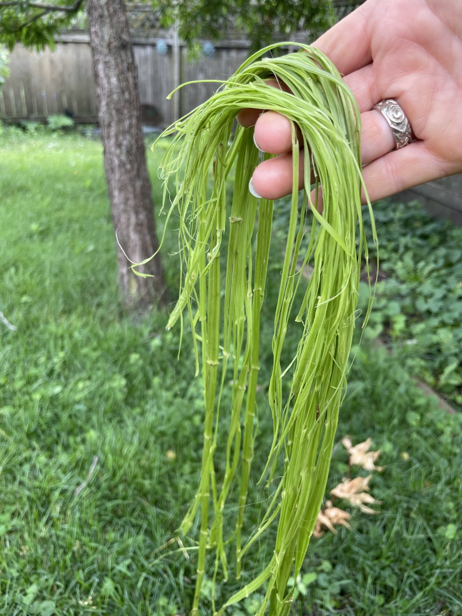 Nettle fiber